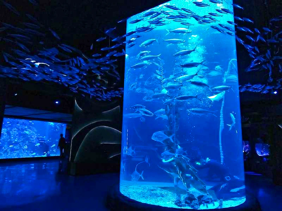 Jakarta Aquarium Safari Tickets Ticket